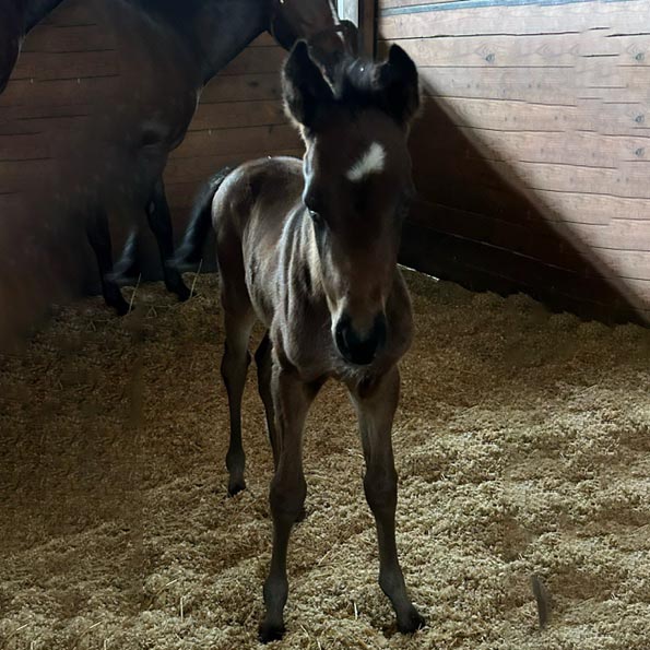 Photo of Filly foaled 3/24/2024 out of Bookish by Roadster.