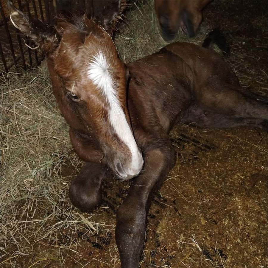 Photo of Filly foaled 3/30/2024 out of Queenofzeenile by Warrior's Charge.