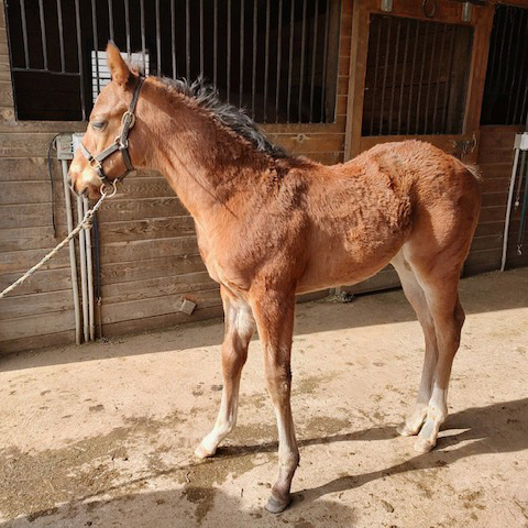 Photo of Colt foaled 2/6/2024 out of Victorius Love by Beau Liam.