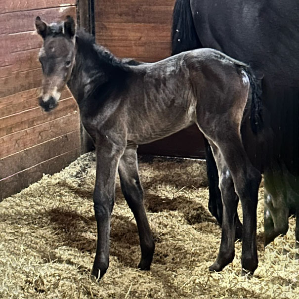 Filly foaled 3/30/2024 out of Queenofzeenile by Warrior's Charge