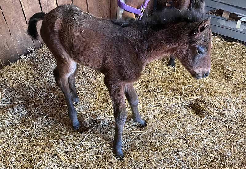 First Massachusetts Bred Foal Of The Year!