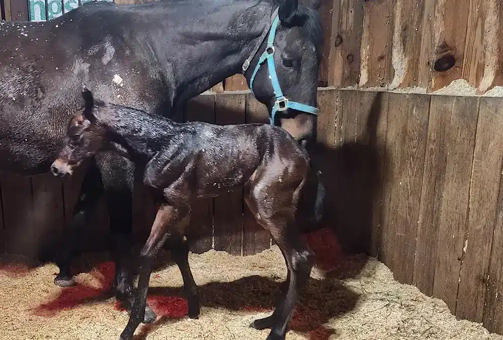 4th 2025 Massbred Foal Born