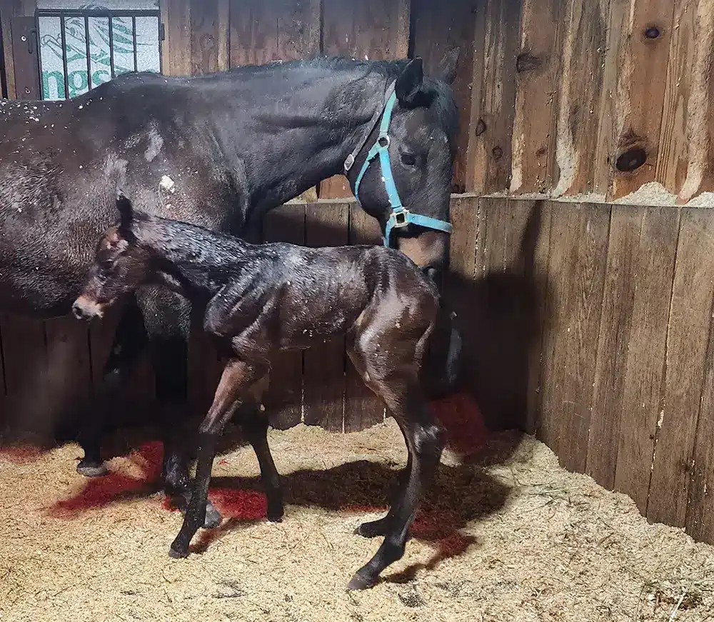 4th 2025 Massbred Foal Born 4th 2025 Massbred Foal Born.