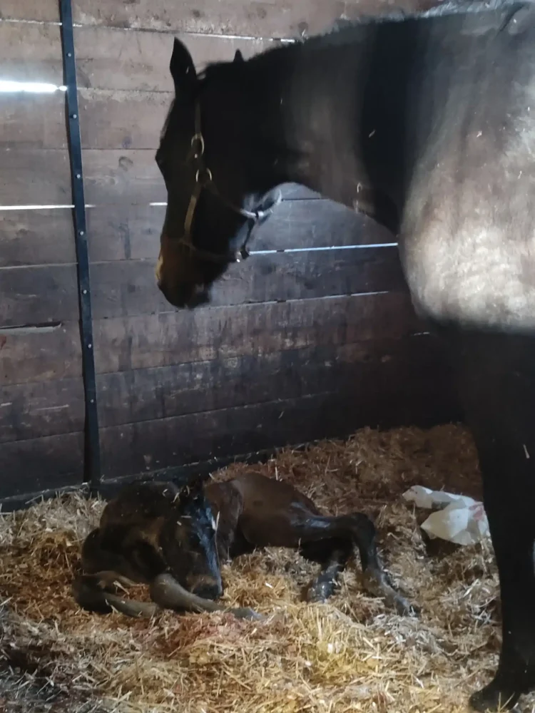 Cloud Computing Filly Cloud Computing Filly