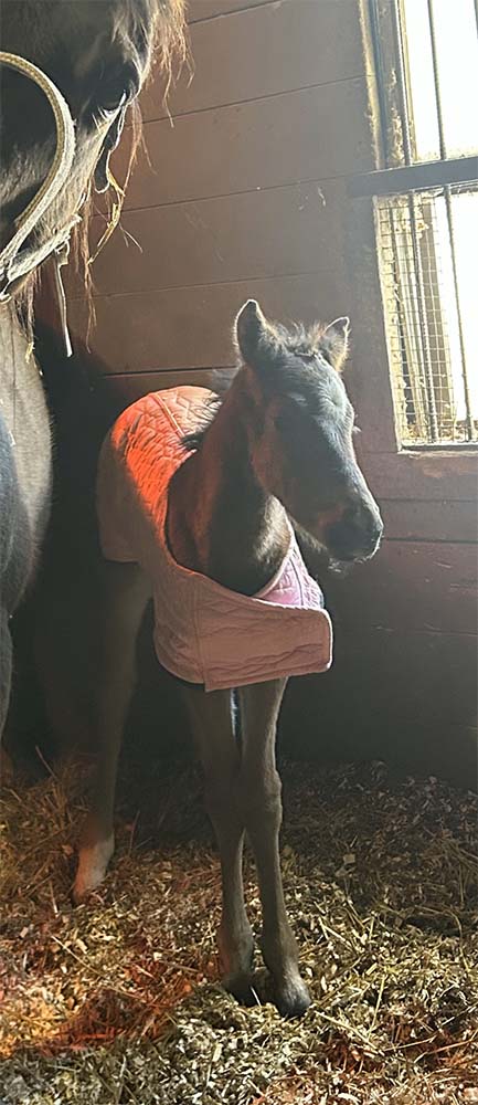 Filly out of Holler