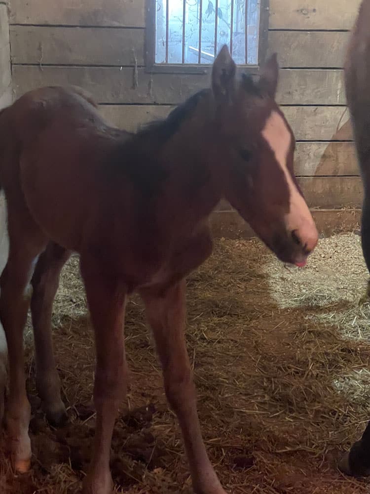 Long On Value Colt Image showing Long On Value Colt.