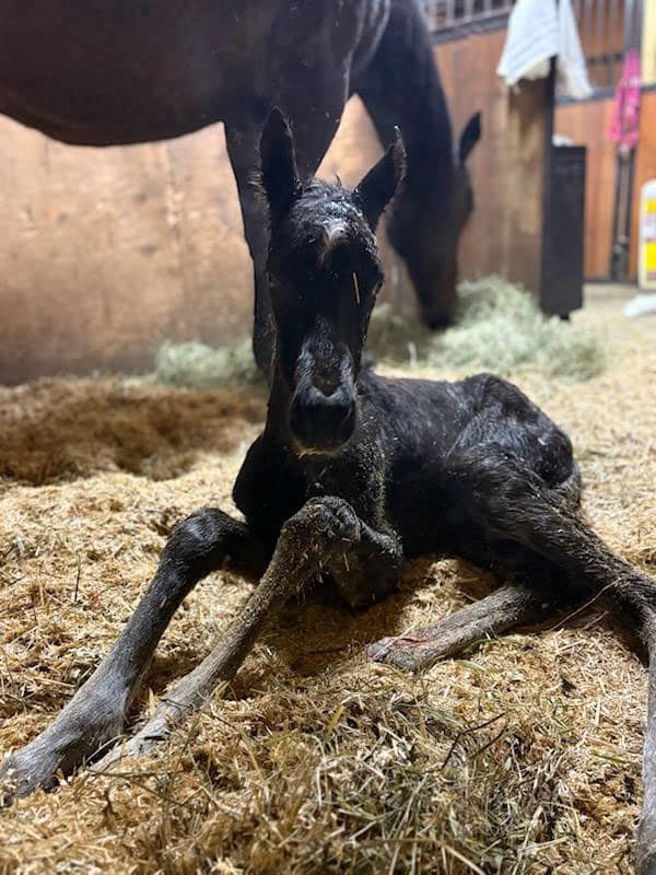 Massbred Foal Image showing A new foal was born by Central Banker out of May Shares.