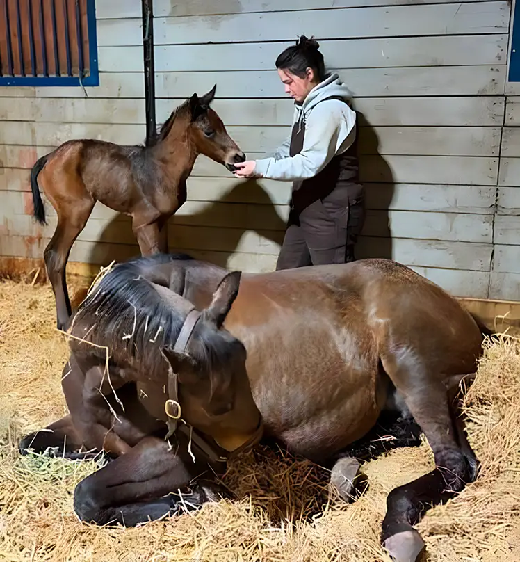 Massbred King For the Day Colt Massbred King For the Day Colt.