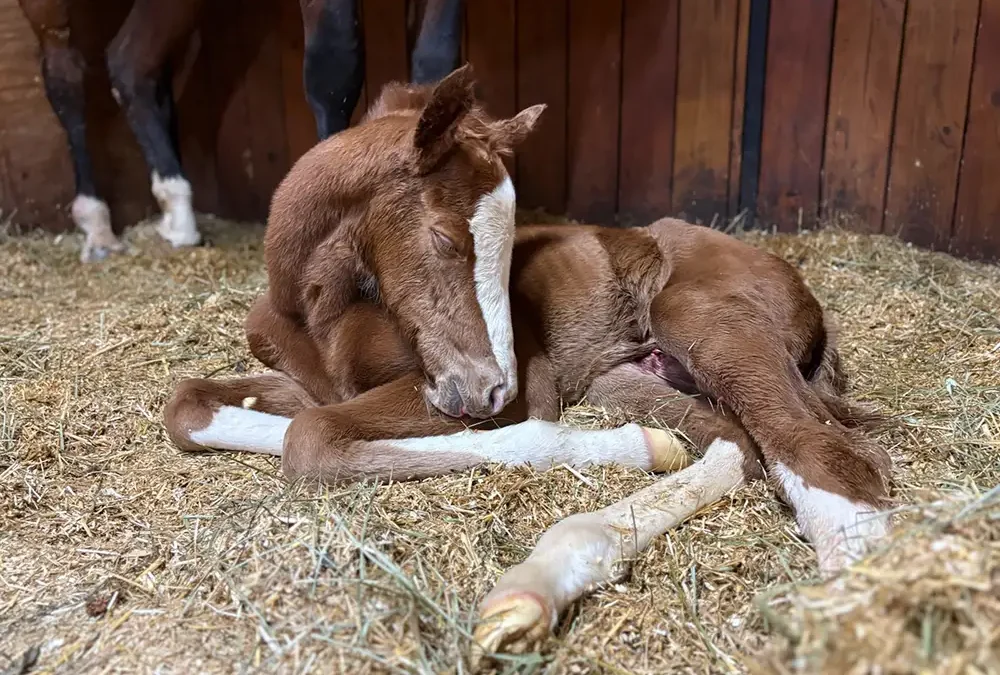 2nd Massachusetts Bred Foal Of 2025 is Born