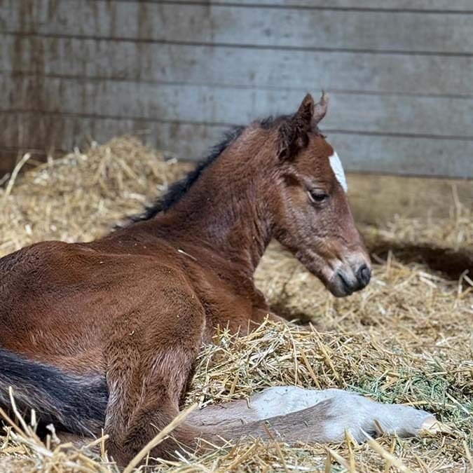 Aloha West Filly.