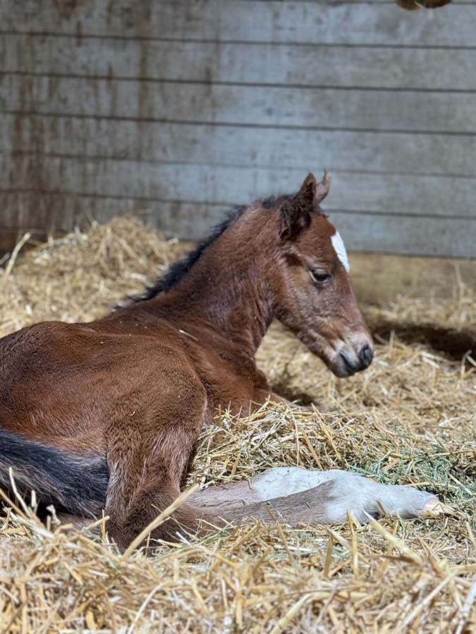 Aloha West Filly.