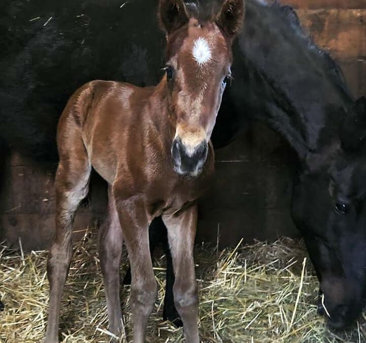 American Revolution Colt