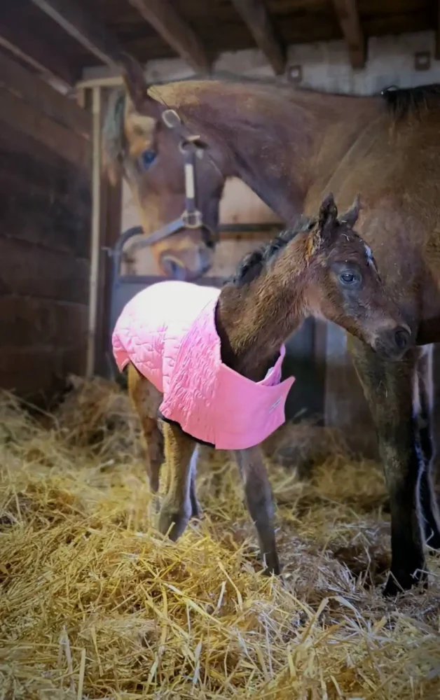 Endorsed Filly Gender Gap had a bay filly 3/18/25 by Endorsed at Forge Fields Farm.