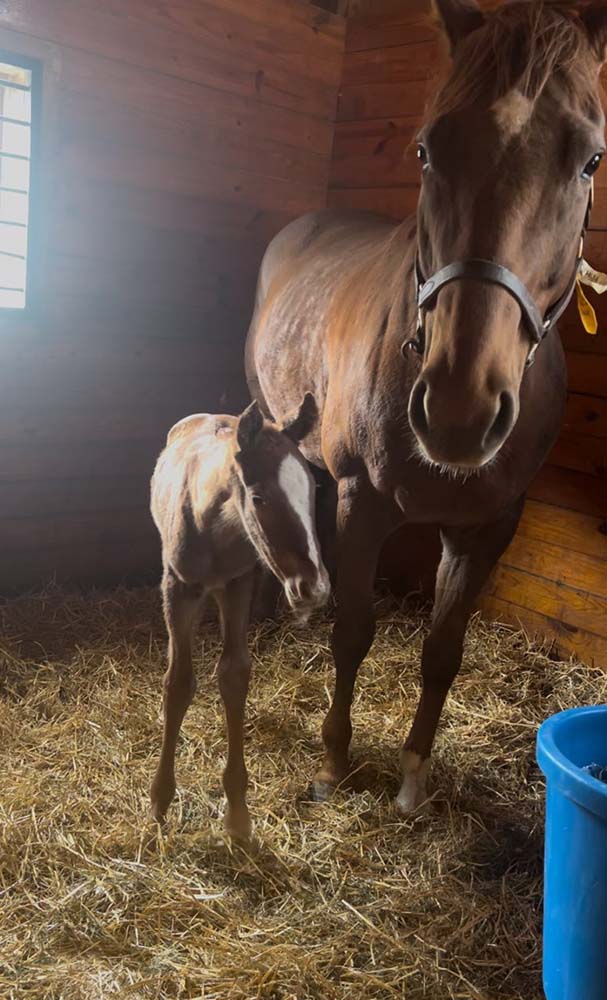 Lizzie’s Red Velvet Pat on the Back Colt,