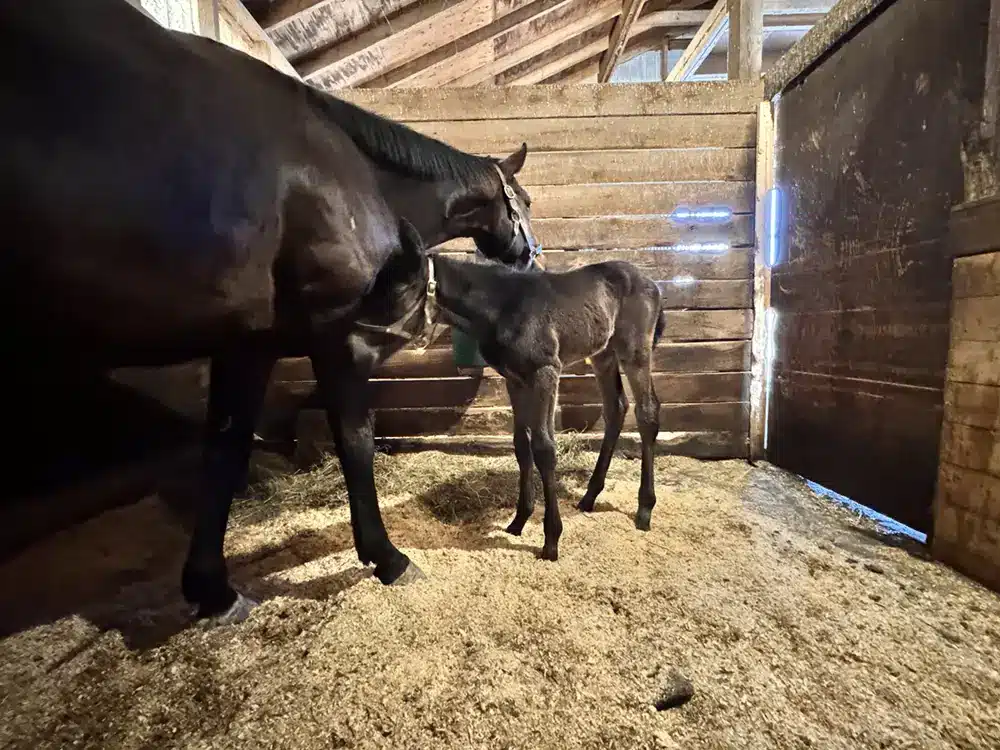 Long on Value Filly Filly by Long on Value out of India Caribe.