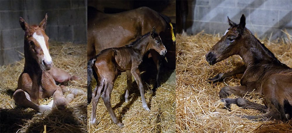 Photos of 3 More Massbred Foals
