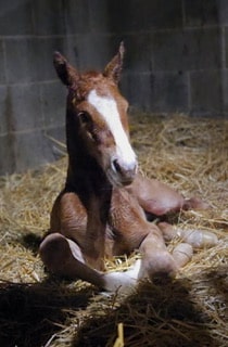 Colt by Maine out of Bookish Colt by Maine out of Bookish.