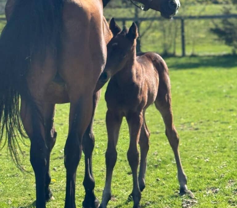 Filly by Central Banker out of August Gala.