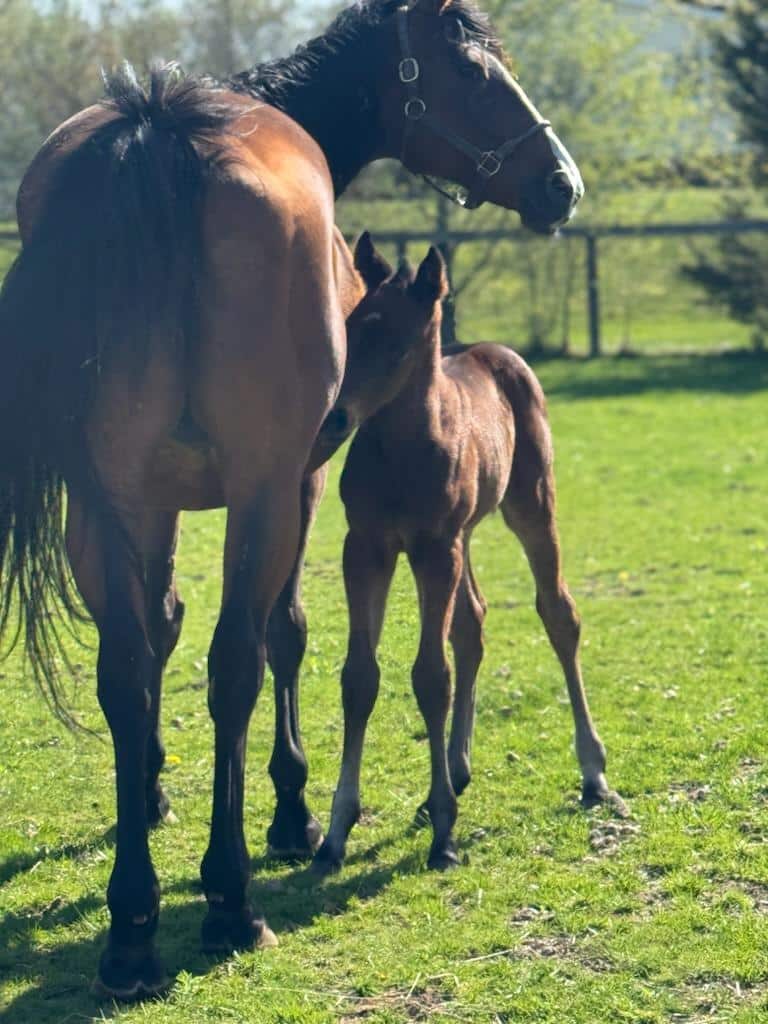 Filly by Central Banker out of a August Gala mare Filly by Central Banker out of a August Gala mare.
