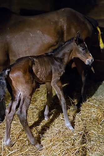 Filly by Post out of Calla Luna Filly by Post out of Calla Luna.