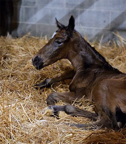 Filly by a Thousand Words out of O'Annie Filly by a Thousand Words out of O'Annie.