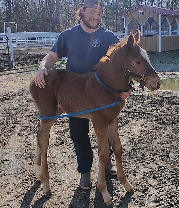 Filly by Mystic Guide out of Schianti