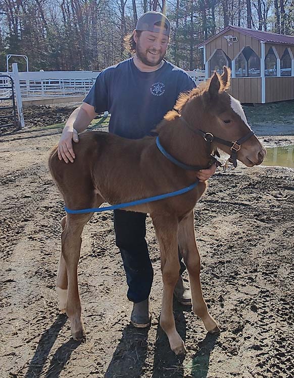 Filly by Mystic Guide out of Schianti Filly by Mystic Guide out of Schianti.