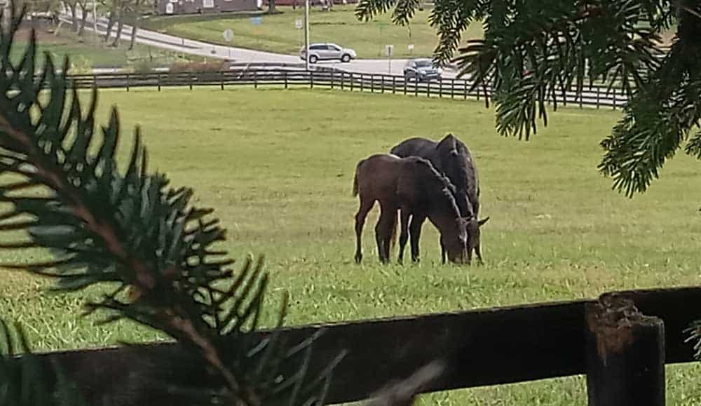 2025 Massbred Foals-b 2025 Massbred Foals-a