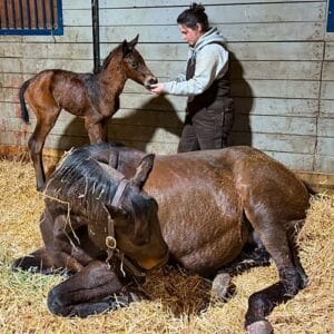 Photo 0f NOGAH BUST.