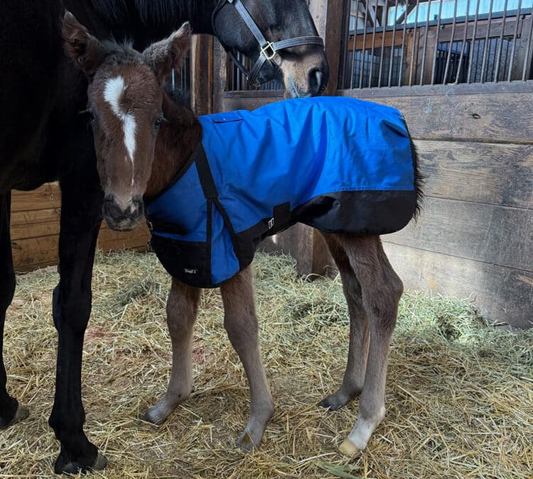 Image showing The first born Mass Bred colt for 2026 by Looking at Lee out of Queenofznile.