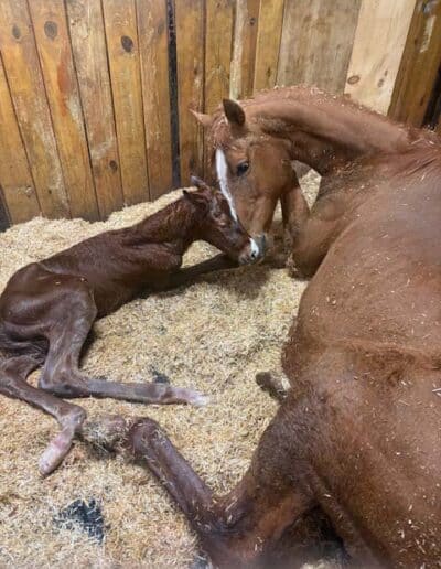 Colt by Gunnevera out of Fringe Benefits