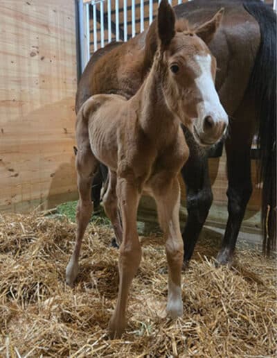 Colt by Maine out of Bookish