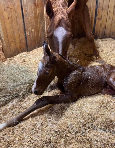 Colt by Mind Control out of Contenders Queen