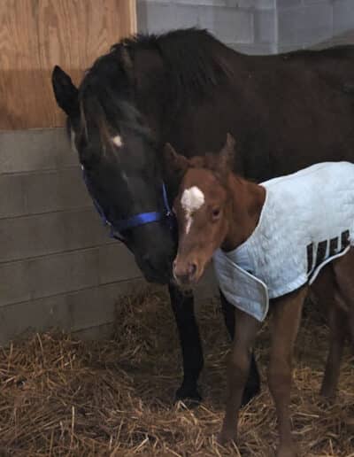 Filly by First Monday out of Princess Malaka