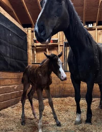 Filly by Imposing out of Kianna's Dream