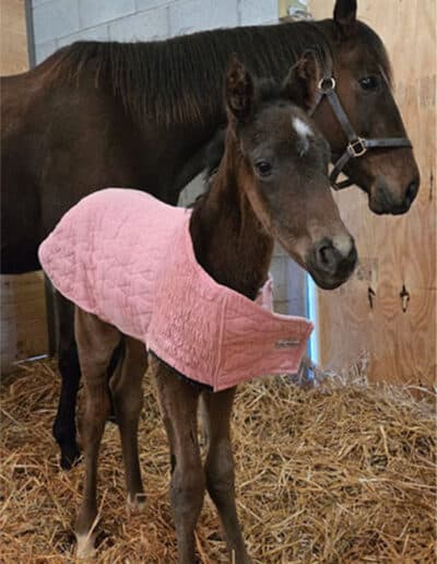 Filly by Long On Value out of O’Annie