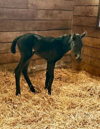 Filly by Long on Value out of My Girl Daisy.