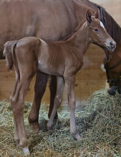 Colt by Rich Strike out of Lizzies Lucky Penny