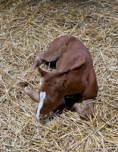 Filly by Brighton Lane out of Sally Polluck High