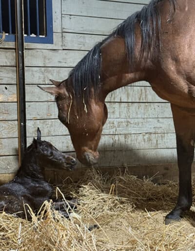 Filly by Il Villano out of Bow to the Queen